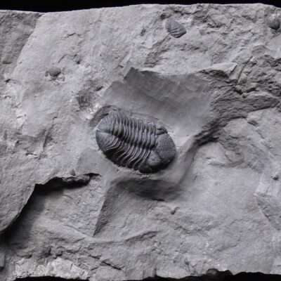Fossil Eldredgeops Trilobite