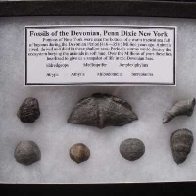 Devonian Fossil Collection