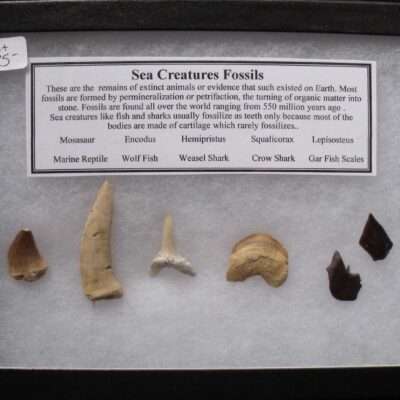 Sea Creatures Fossils