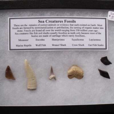 Fossil Sea Creatures Teeth