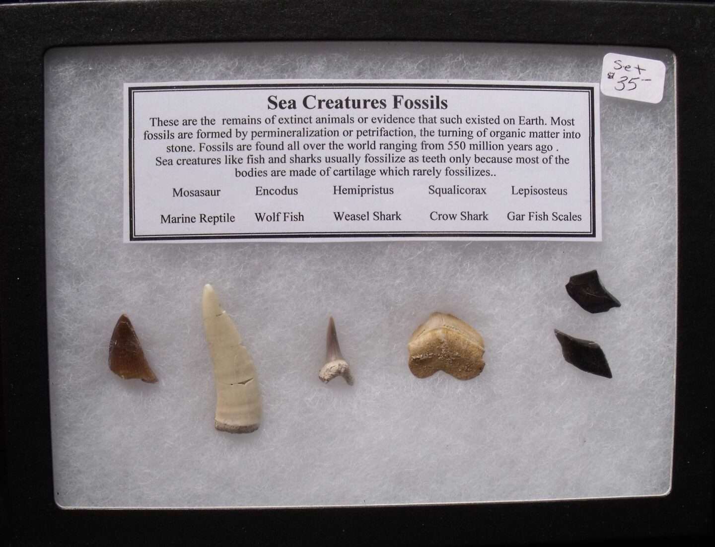 Fossil Sea Creatures Teeth