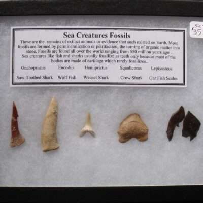 Shark and Fish Fossils
