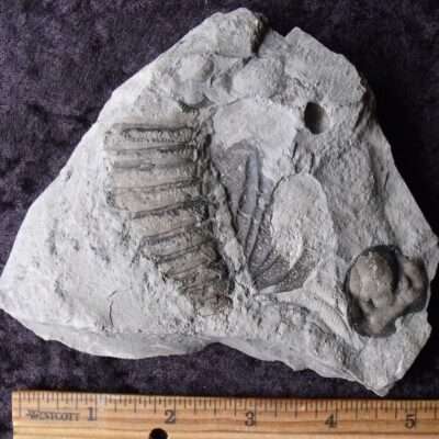 Arctinurus Trilobite Partial