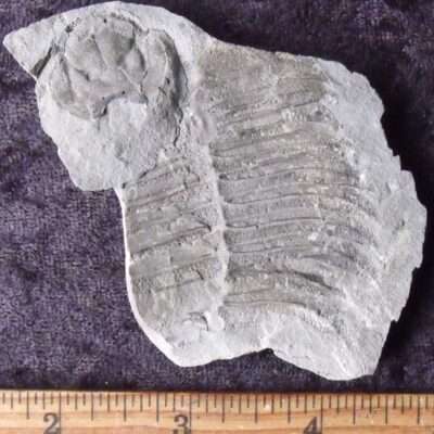 Negative Arctinurus Partial Bonus