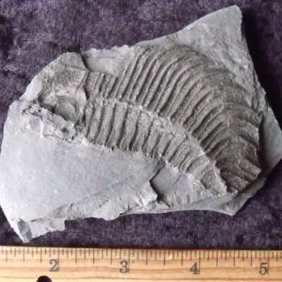 Curved Negative Arctinurus partial