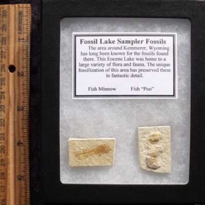 Fossil Minnow and Poo