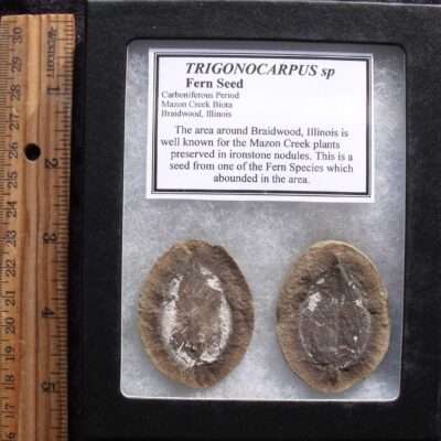 Mazon Creek Plant Seed