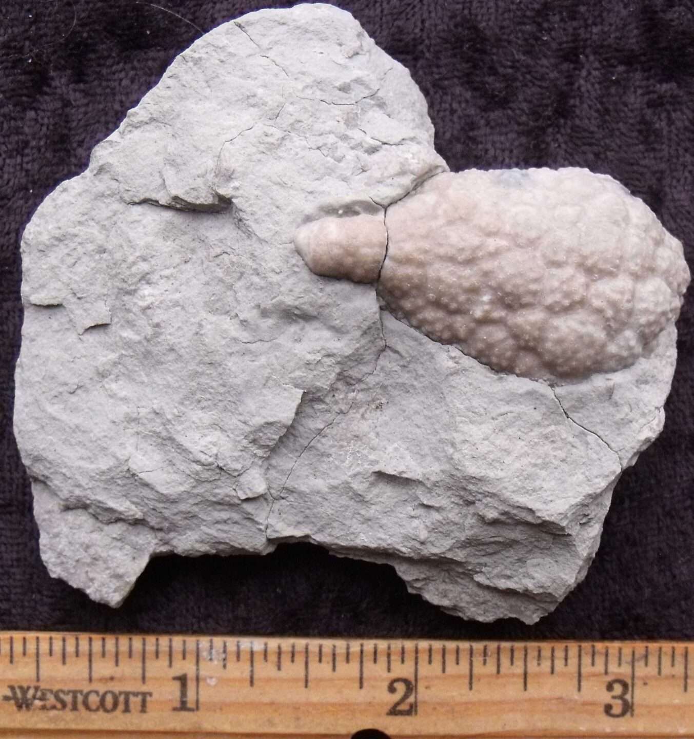Fossil Holocystites Cystoid
