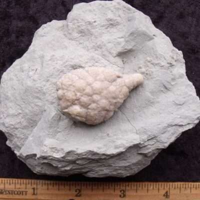 Detailed Fossil Holocystites