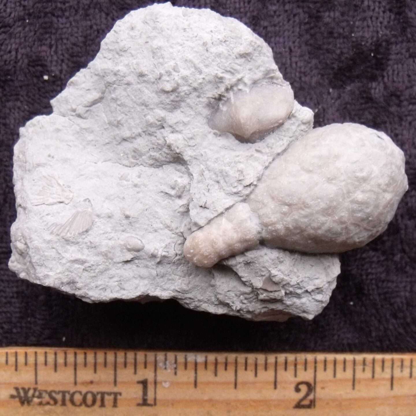 Holocystites Cystoid Fossil