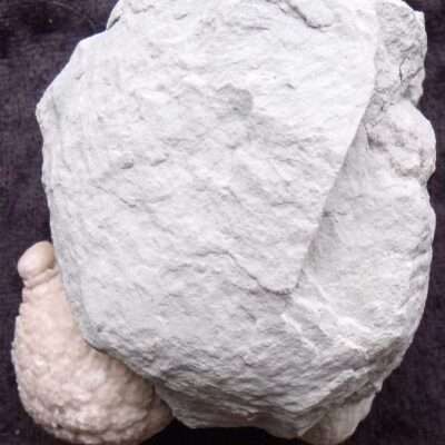 Fossil Cystoid Echinoderm