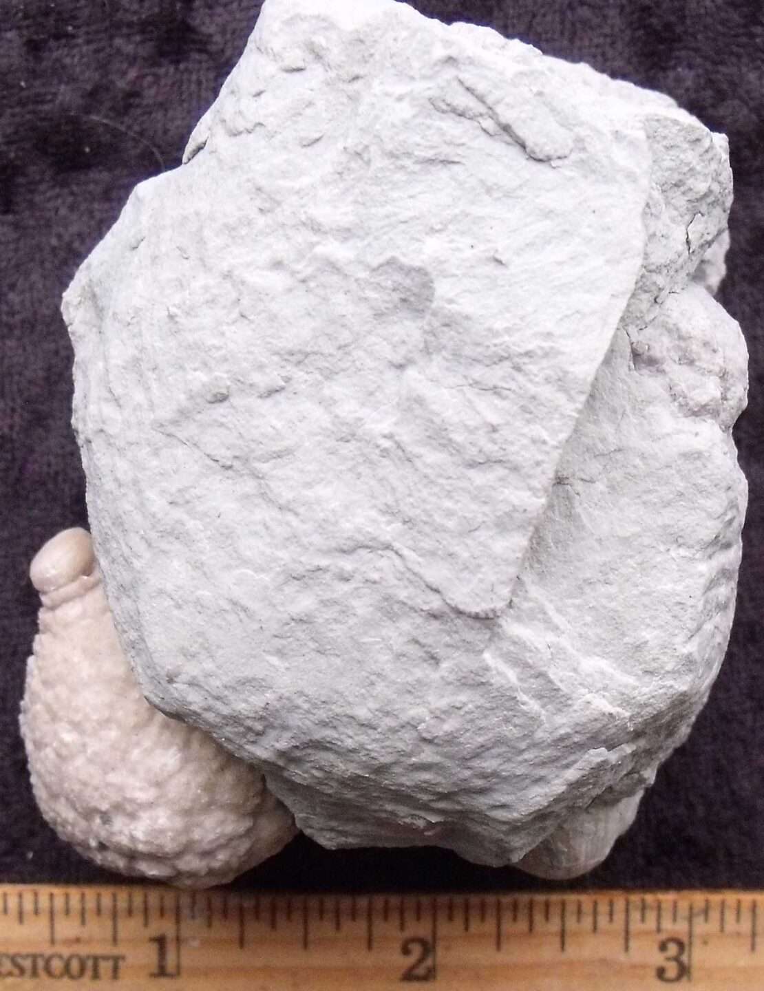 Fossil Cystoid Echinoderm