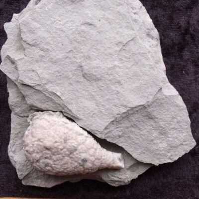 Silurian Fossil Cystoid