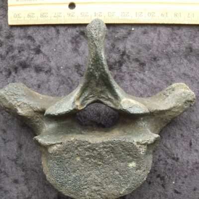 Fossil Manatee Thoracic Vertebra