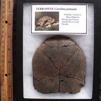 Fossil Turtle Shell