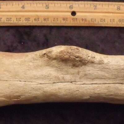 Fossil Steppe Bison Pathological