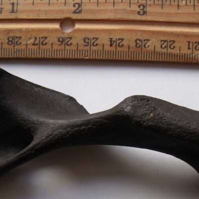 Giant Beaver Fossil Humerus