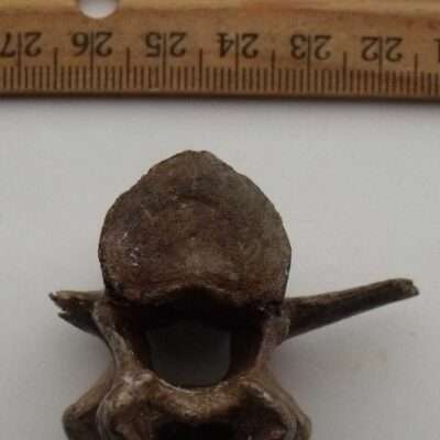 Fossil FlatHead Peccary Vertebra