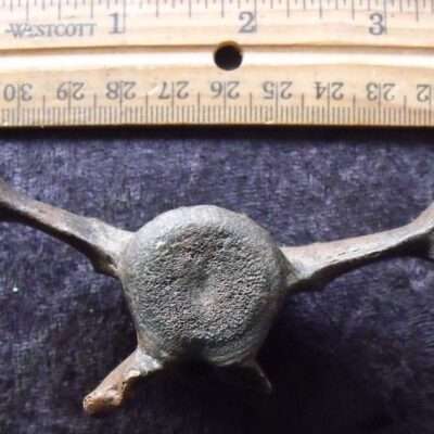 Giant Fossil Armadillo Vertebra