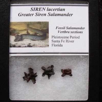 Fossil Siren Salamander vertebra