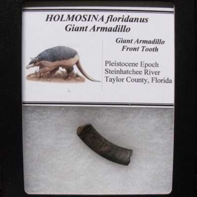 Fossil Giant Armadillo Tooth