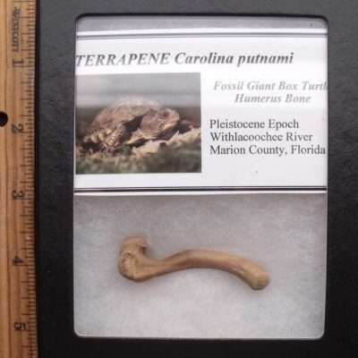 Fossil Turtle Humerus