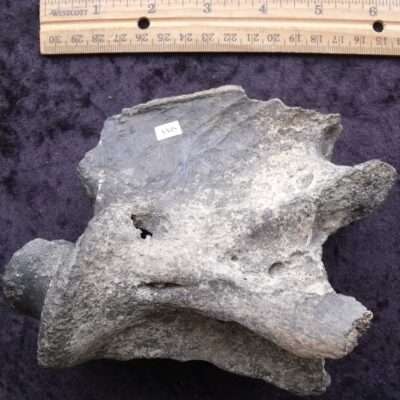 Fossil Holocene Elk Vertebra