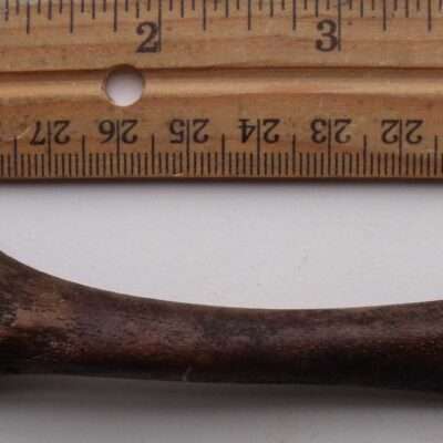 Giant Land Tortoise Fibula