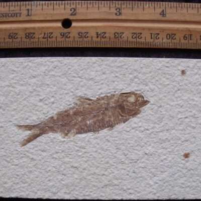 3 Inch Fossil Fish
