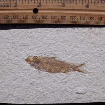 2 3/8 Fossil Knightia Fish