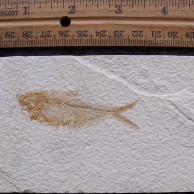 2 5/8 Affordable Fish Fossil