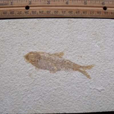 3 1/2 Inch Fossil Fish