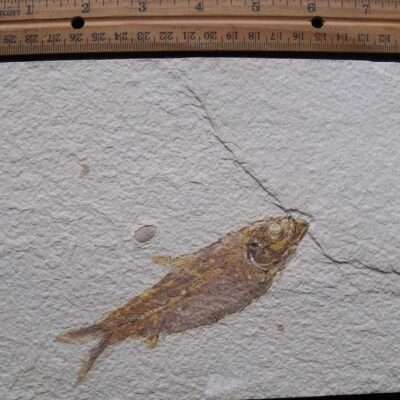 4 7/8 Inch Fossil Fish