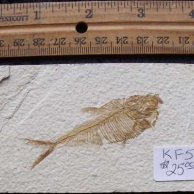 2 5/8 Inch Diplomystus Fossil