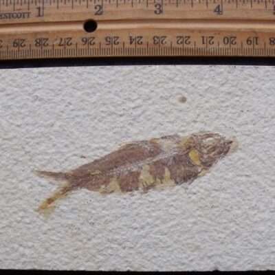 3 1/4 Inch Fossil Fish