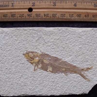 3 3/8 Inch Fossil Fish