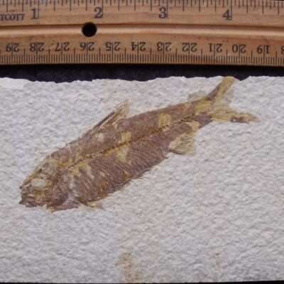 3 3/4 Inch Fossil Fish