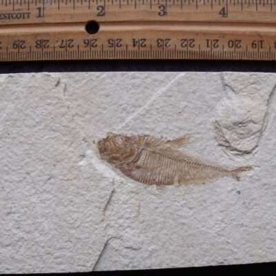 2 1/2 Diplomystus Fossil Fish