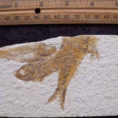 Fossil Fish Jumble