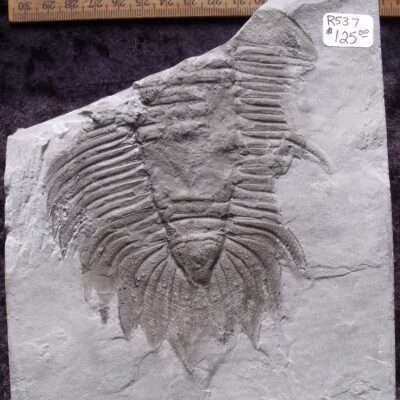Large Partial Arctinurus Trilobite