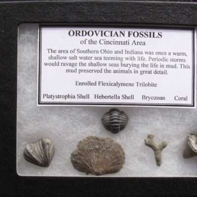 Indiana Ordovician Fossil