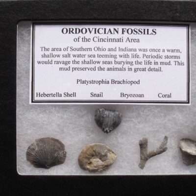Ordovician Fossil Group