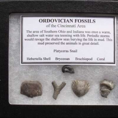 Ohio Sampler Fossils