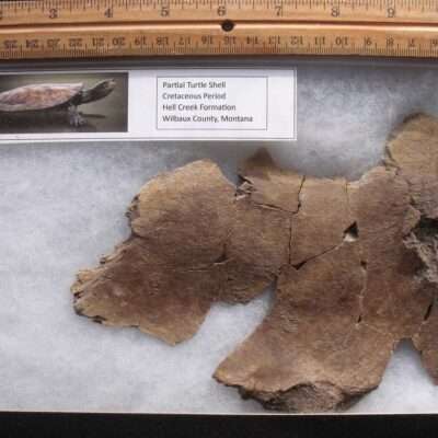 Fossil Cretaceous Turtle Partial