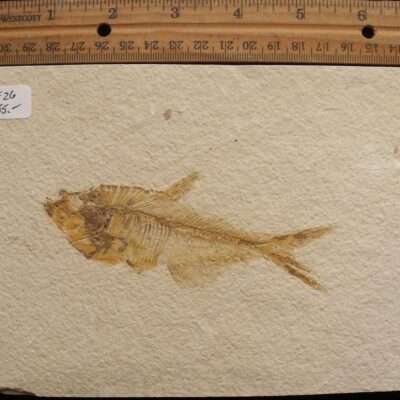 4 3/8 Inch Fossil Diplomystus