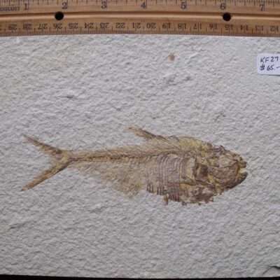 5 5/8 Fossil Diplomystus Fish