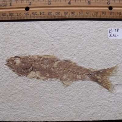 Uncommon Mioplosus Fossil Fish