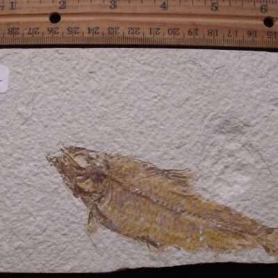 4 3/4 Inch Fossil Fish