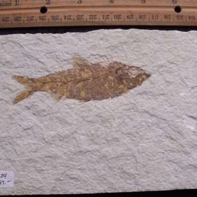 Eocene Knightia Fossil Fish