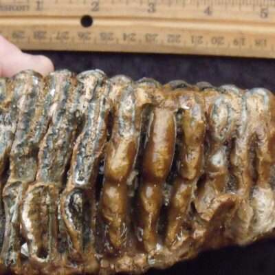 Juvenile Mammoth Fossil Molar